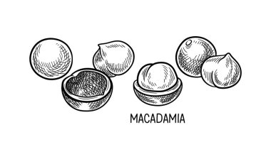 Ceviz tohumları doğrusal konsept. Üzerinde yazı olan el çizimi macadamia. Minimalist yaratıcılık ve sanat. Sağlıklı beslenme. Beyaz arkaplanda izole edilmiş düz vektör çizimi