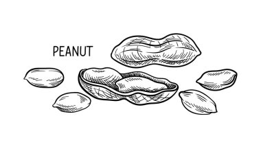 Ceviz tohumları doğrusal konsept. Üzerinde yazı olan el çizimi fıstık çizimi. Şablon ve düzen. Sağlıklı beslenme ve beslenme. Beyaz arkaplanda izole edilmiş düz vektör çizimi