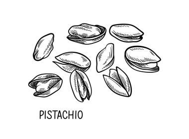 Ceviz tohumları doğrusal konsept. Üzerinde yazı olan şam fıstığının el çizimi. Poster ya da afiş. Sağlıklı beslenme ve beslenme. Beyaz arkaplanda izole edilmiş düz vektör çizimi
