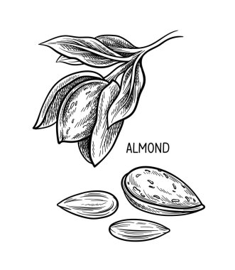 Ceviz tohumları doğrusal konsept. El çizimi ile yazılmış badem resmi. Kalem çizimi. Web sitesi için grafik ögesi. Beyaz arkaplanda izole edilmiş düz vektör çizimi