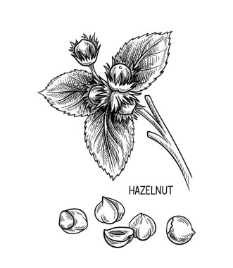 Ceviz tohumları doğrusal konsept. Üzerinde yazı olan el çizimi fındık. Kalem çizimi. Minimalist yaratıcılık ve sanat. Beyaz arkaplanda izole edilmiş düz vektör çizimi