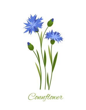 Yazılı kır çiçekleri. Üzerinde yazıt olan bir çiçek. Güzellik, zarafet ve estetik. Mavi tomurcuklu çiçek ve çiçek. Çizgi film düz vektör çizimi beyaz arkaplanda izole edildi