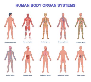 İnsan Anatomisi Eğitim Posteri ya da Sancak. Kas, iskelet, sinir ve sindirim sistemlerinin anatomik yapısına sahip tıbbi bilgiler. Düz vektör çizimleri beyaz arkaplanda izole edildi