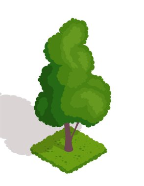 Isome yeşil ağacı. Parktan, ormandan ya da ormandan gelen uzun, gür kavak ağacı olan ikon. Yaprakları ve dalları olan bir bitki. Flora ve çevre. Çizgi film 3 boyutlu vektör çizimi beyaz arkaplanda izole edildi