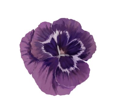 Güzel suluboya çiçek. Zarif kadife yapraklı zarif çiçek açan bahçe bitkisi. Vahşi menekşe çizimi. Davetiye için tasarım. El çizimi vektör çizimi beyaz arkaplanda izole edildi