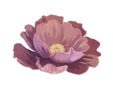 Güzel suluboya çiçek. Çiçek açan Gerbera bahçesinin açık tomurcuklarını çiziyorum. Doğal organik bitki. Botanik ve bitki örtüsü. Kartpostal için tasarım. El çizimi vektör çizimi beyaz arkaplanda izole edildi