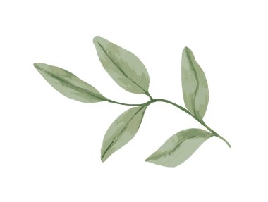 Güzel suluboya yapraklar. Yapraklı doğal yeşil bitki ya da ağaç dallarının çizimi. Kırsal tarzda organik tasarım. El çizimi vektör çizimi beyaz arkaplanda izole edildi