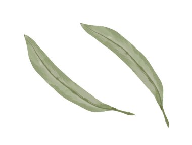 Güzel suluboya yapraklar. Doğal tropikal bitki ve orman ağaçlarının yeşil yapraklarıyla çizilmiş. Yabani ot ya da yeşillik. Dekorasyon için tasarım. El çizimi vektör çizimi arkaplanda izole edildi