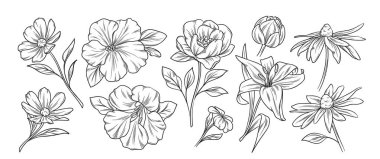 Bir dizi çiçek çizimi. El yapımı yabani çiçekler, yaprakları ve yaprakları sanat tarzında olan organik bitkiler. Botanik oymacılığı. Taslak vektör illüstrasyon koleksiyonu arkaplanda izole edildi