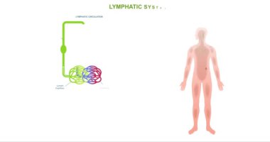 İnsan lenfatik sistem anatomisi. Vücutta lenfatik damar ve düğümlerle eğitim bayrağı, diyagram ya da bilgi aktarımı. Tıp ve biyoloji. Düz canlandırılmış grafikler