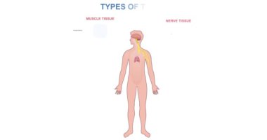 Mendil çeşitleri. Organların yapısı ve insan vücudunun anatomisi ile ilgili tıbbi bilgi ya da diyagram. Eğitim bilgileriyle birlikte afiş taşıyorlar. Gergin ve kas lifleri. Çizgi film düz animasyon grafikleri