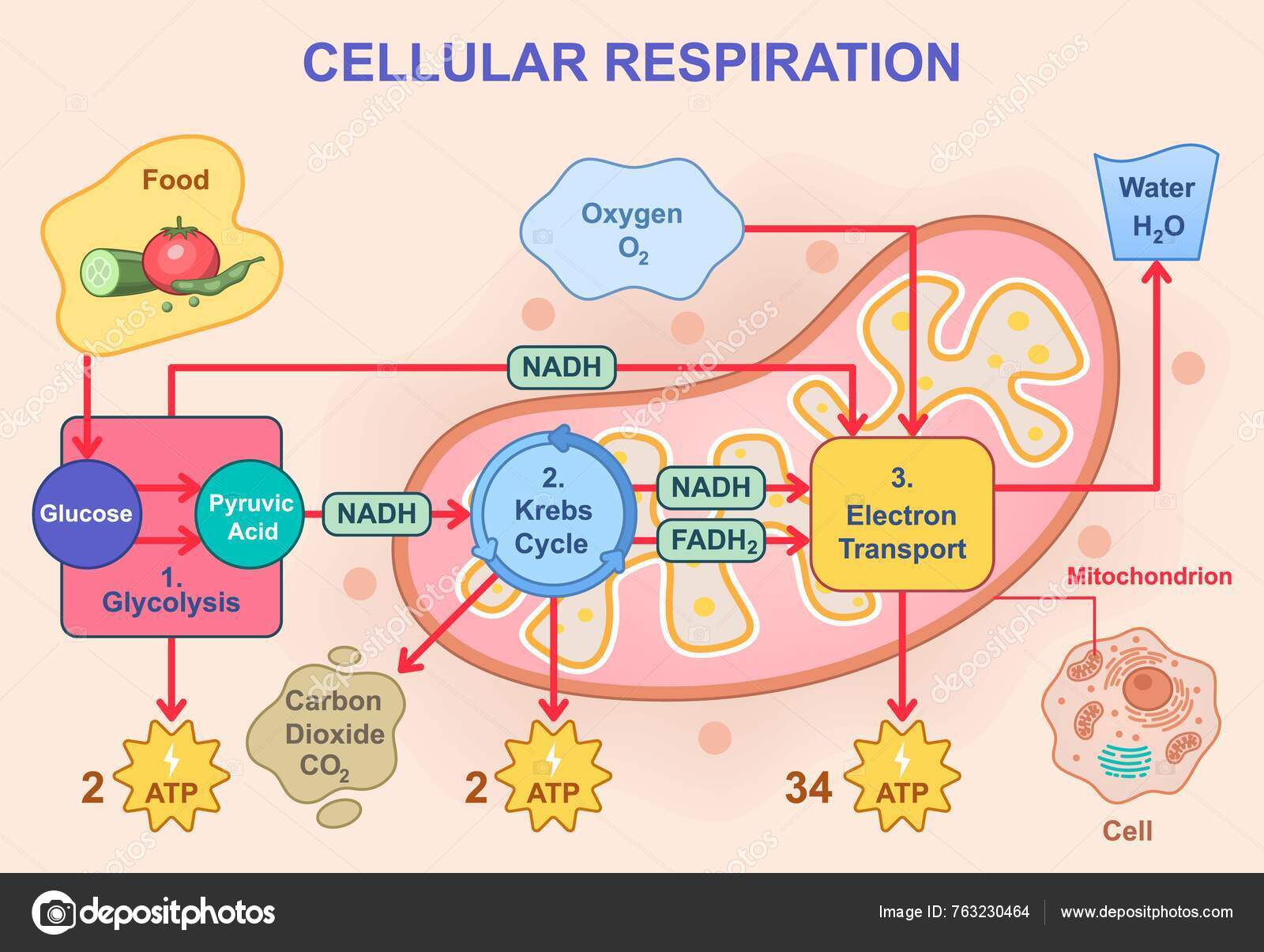 PPT - Notes 7: La respiration cellulaire. Partie 3: La chaîne de transport d 'électrons PowerPoint Presentation - ID:5944141, image size:1600x1205