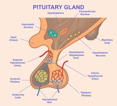 Hipofiz bezinin ayrıntılı çizimi, ön ve arka hipofiz bezleri, hipofiz arterleri, optik kiazmalar, ilgili nöronlar gibi etiketlenmiş kısımları gösteriyor.