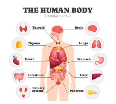 İnsan vücudunun iç organları. Farklı organ sistemlerinin anatomik yapısına sahip tıbbi diyagram ya da eğitici bilgi. Beyin ve kalp, akciğer ve karaciğer. Çizgi film düz vektör çizimi