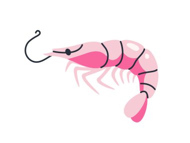 Segmentli gövdeli pembe karides, ince bacaklar ve kıvrık antenler, beyaz arka planda izole edilmiş, deniz ürünleri, deniz ürünü ve mutfak tasarımları için ideal. Düz çizgi film vektör çizimi