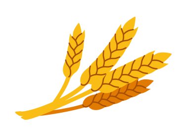 Düz tasarım şeklinde çizilmiş sarı ve kahverengi buğday kulakları beyaz arka plana yerleştirilmiştir. Tarım, tarım ve hasatı temsil ediyor. Vektör illüstrasyonu