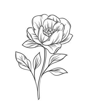 Taslak çizimi. Çiçek açan güzel gülün karalama çizimi. Çiçek açan moda botanik tasarım elementi. El çizimi vektör çizimi arkaplanda izole edilmiş sanat biçimi