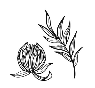 Çiçek açan bir protea çiçeği ve temiz beyaz arka planda elle çizilmiş bir yaprak sapı olan siyah çizgi sanatı. Botanik zarafet kavramı. Vektör illüstrasyonu