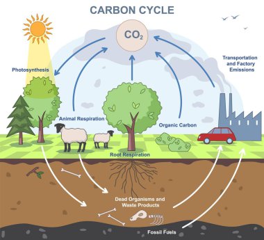 Karbon döngüsü şeması. Karbon Dioksit dönüşümünün biyokimyasal süreciyle ilgili eğitici bilgiler. Doğada ve çevrede CO2 emisyon değişimi. Düz vektör illüstrasyonu