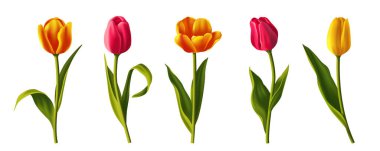 Üç boyutlu laleler. Güzel çiçek açan çıkartmalar, ilkbahar yabani bitkiler ve yeşil yapraklar. Kadınlar Günü Kutlama Kartı Tasarımı. Arka planda izole edilmiş gerçekçi vektör illüstrasyon koleksiyonu