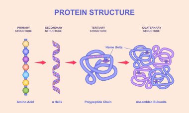 Protein yapısı seviyeleri. Eğitimsel biyoloji bilgisi amino asit zincirinden toplanmış alt birimlere kadar farklı protein yapılarını gösteriyor. Polimerik polipeptit. Düz vektör illüstrasyonu
