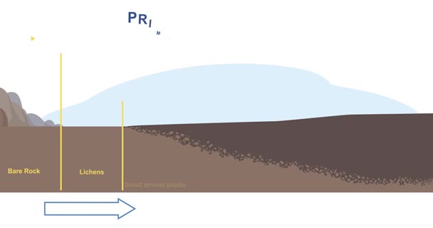Primary succession and ecological growth process. Stages of formation of organic matter or flora. Educational Infographics with timeline for books. Nature and Biosphere. Flat graphic animated cartoon