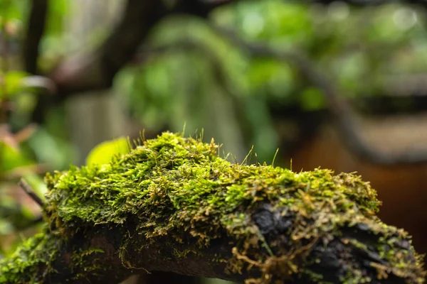Rostliny Stylu Mechu Kapradí Množí Rostou Pokrývka Pařez Lesní Podlahy — Stock fotografie