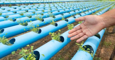 Hidrofonik bahçe çiftliğindeki kereviz sebzelerini gösteren el, sağlıklı organik tarım..