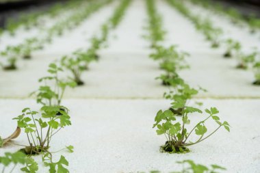 Hidroponik bahçe çiftliğinde kereviz sebzesi, sağlıklı organik tarım..