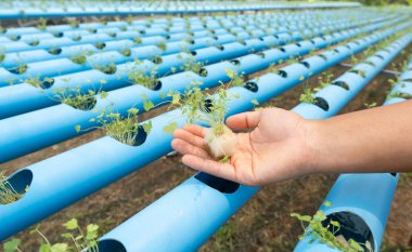 Hidrofonik bahçe çiftliğinde el ele tutuşan kereviz sebzesi, sağlıklı organik tarım..