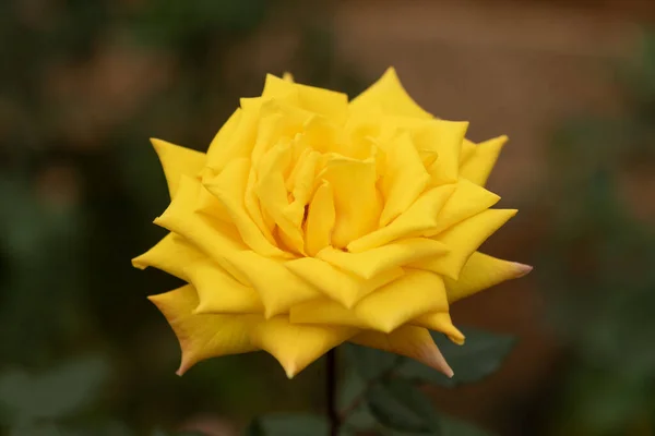 花花园里的黄色玫瑰 — 图库照片