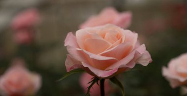 Pembe Gül çiçek bahçesi.