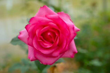 Pembe Gül çiçek bahçesi.