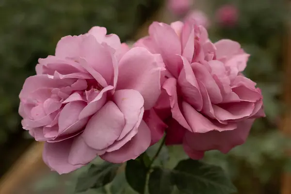 粉色的玫瑰 在花园中 — 图库照片