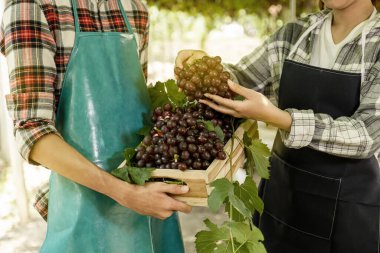 Genç Asya çifti organik üzüm bağından toplandıktan sonra üzüm tutuyor, sağlıklı meyve kavramı.