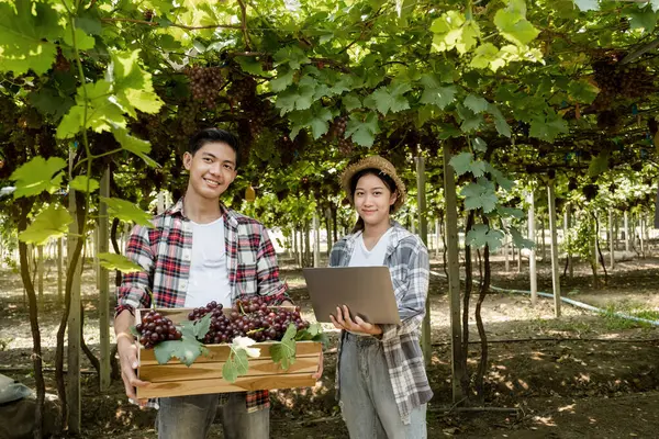 Young Asia Couple farmer holding grapes after harvest from the organic vineyard, healthy fruit concept.