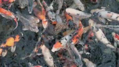 Birçok renkli sazan balığı nehirde yosun, eğrelti otu ve çiçeklerle yüzer..