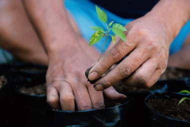 İki erkek eli, küçük filizlerin filizlerini siyah filizlerin içine dikiyordu..