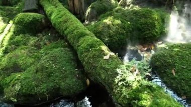 Yosun ve eğrelti otları yaz boyunca su kanalının yakınındaki orman zeminini kaplar..