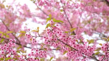 Sakura çiçeği ve kiraz çiçekleri yavaş hareket ediyor. Doğal rüzgarla..