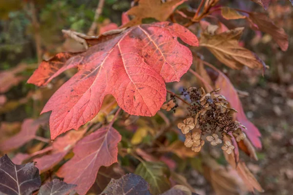 Eine Reife Eiche Blatt Hortensie Strauch Drehen Farben Der Herbstsaison — Stockfoto