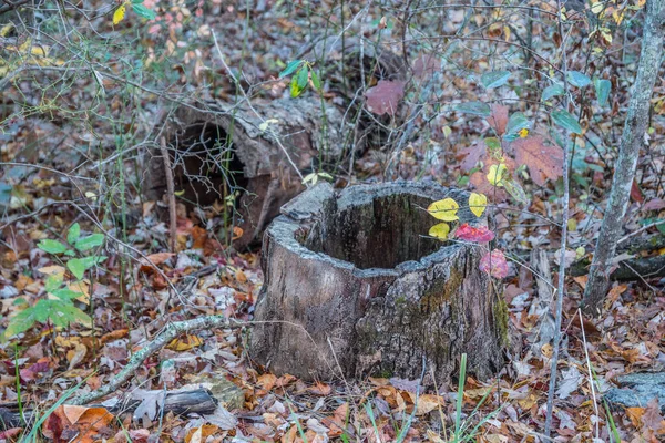 Boş Bir Ağaç Kesimi Arka Planda Kalan Kütük Parçası Sonbaharda — Stok fotoğraf