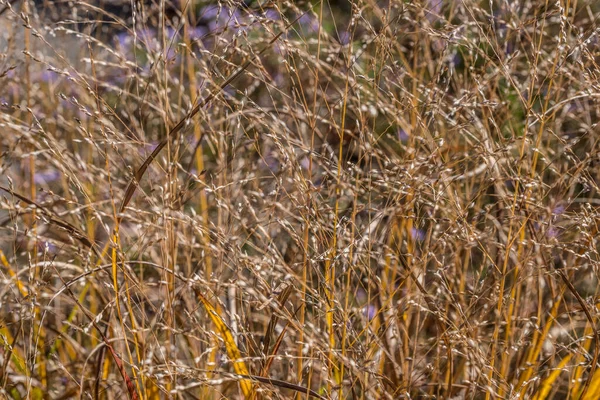 Stock image In a field of tall dried dead grass end of season golden with little seed heads closeup for backgrounds, textures and wallpaper