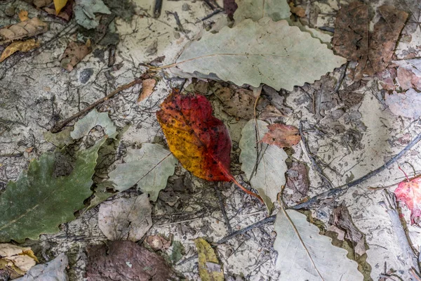 在初秋阳光明媚的日子里 森林地面上的有机碎片与各种颜色和结构混合在一起 形成了一种抽象的自然 — 图库照片