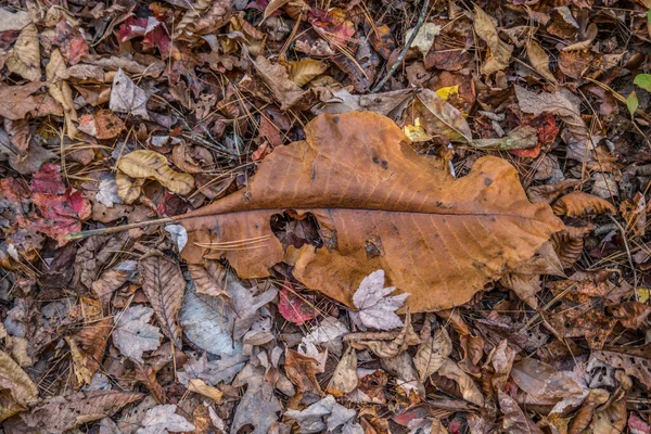 Caído Grande Folha Cima Outras Folhas Caídas Chão Floresta Uma — Fotografia de Stock