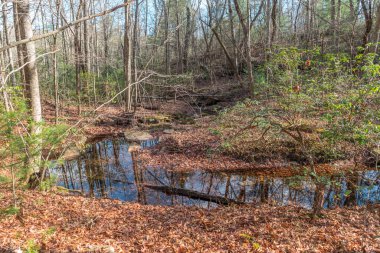 Ağaçlık alanlardaki çıplak ağaçların yansımalarıyla dolu bir dere ormandaki bir patika boyunca kayalar, kayalar ve sonbaharın sonlarında düşen yapraklarla çevrili.