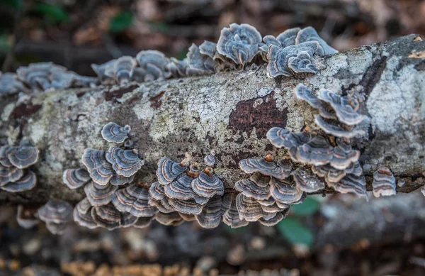 Bunte Pilzwachstum Auf Einem Umgestürzten Baum Gliedmaßen Gebräuchlichen Namen Truthahnschwanzpilz — Stockfoto