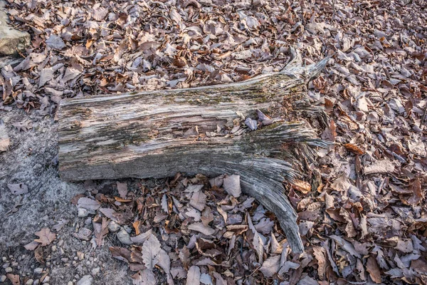 Yan Yatmış Bir Ağaç Gövdesi Sonbaharın Sonlarında Düşen Yapraklarla Çevrili — Stok fotoğraf