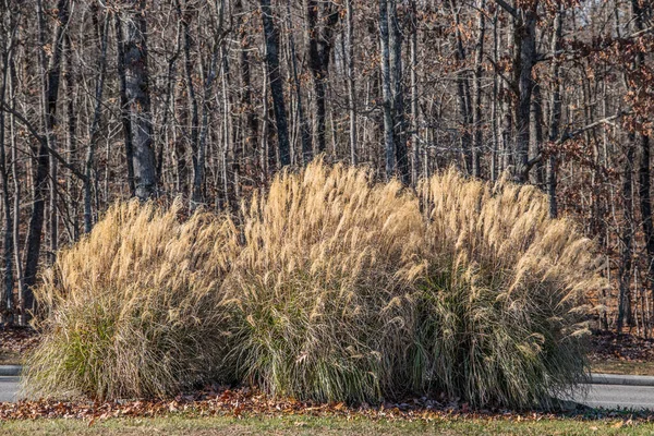Tres Grandes Especies Hierba Plateada Que Crecen Forma Arbusto Grupo — Foto de Stock