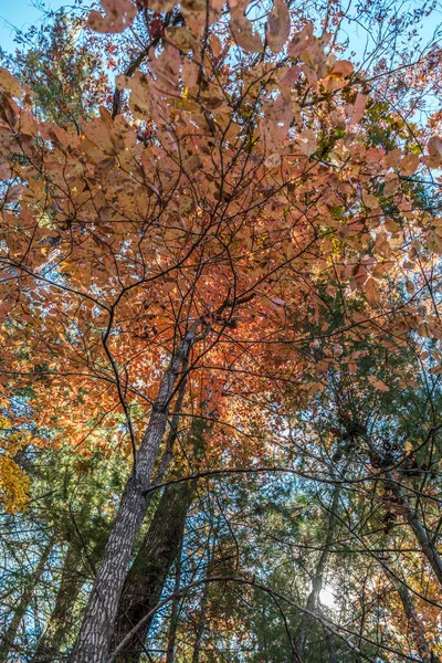 秋の晴れた日からバックライトの葉を見上げ色を変えているいくつかの木の下に立つ — ストック写真